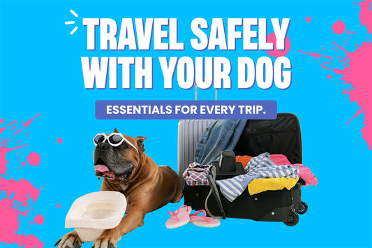 How to travel safely with your dog