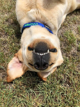 dog lying upside down on the grass