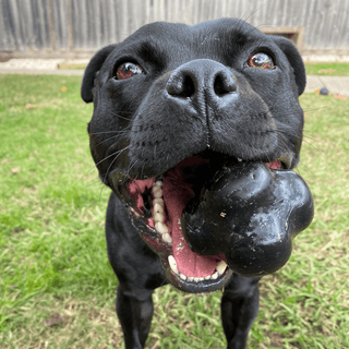 Tough Dog Toys...What Makes A Good Chew Toy For Dogs?