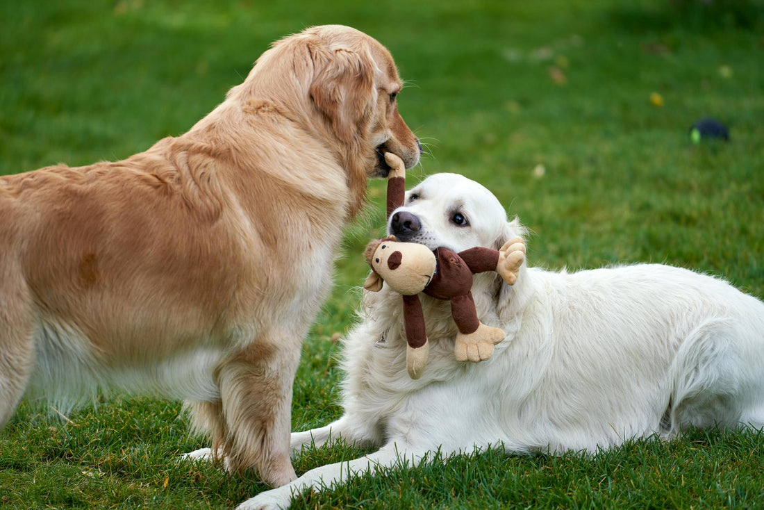 How to Introduce a Second Dog to Your Family