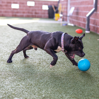 Jolly Soccer Ball