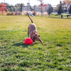 Jolly Soccer Ball