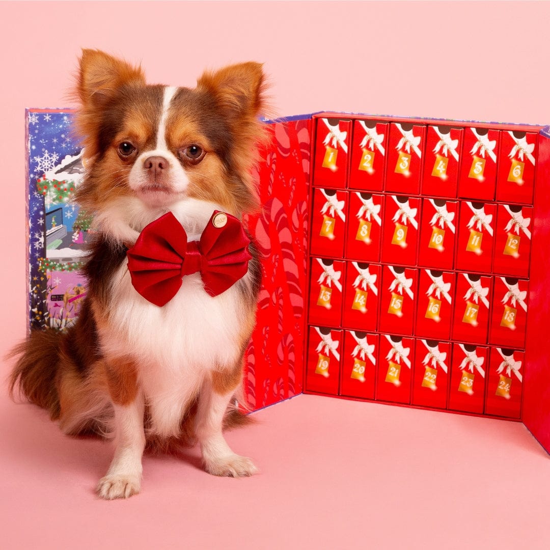 dog christmas advent calendar