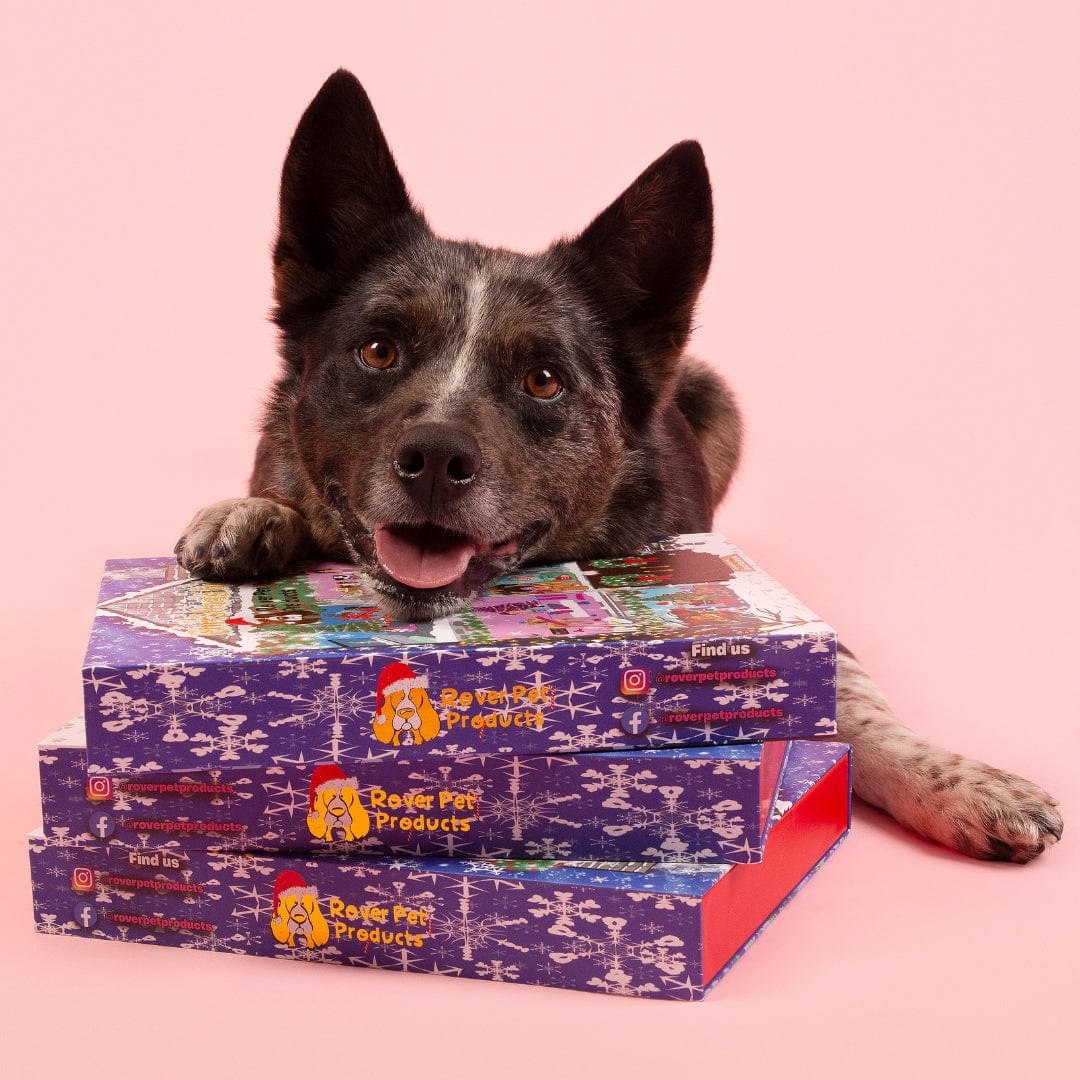 happy dog with advent calendar from rover pet products