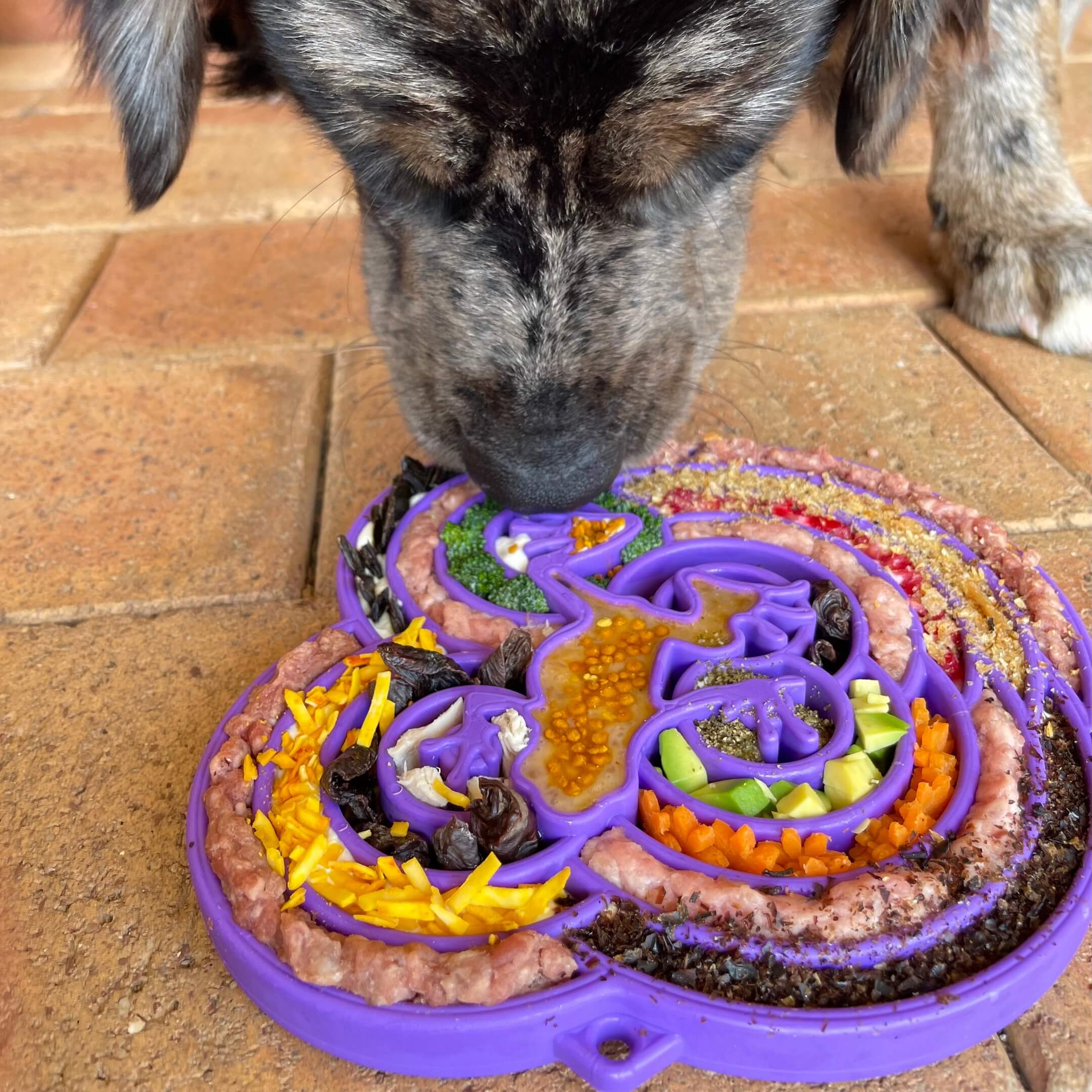 Mandala eTray Enrichment Slowfeeder Tray for Dogs - Rover Pet Products