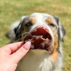 In the Trough - Pork Snouts