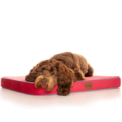 PlushMat! Plus - Thermal & Therapeutic - Orthopaedic Dog Bed