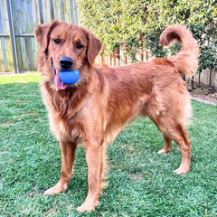 Squeak Ball (Chew & Retrieval Toy)