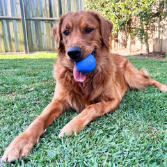 Squeak Ball (Chew & Retrieval Toy)