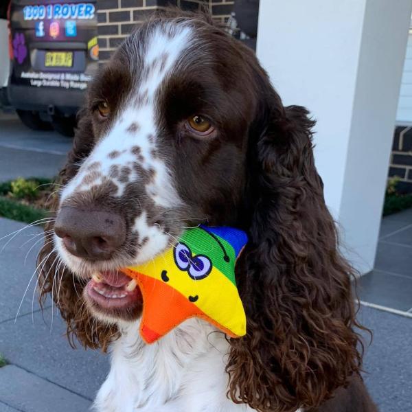 Rainbow water floating dog toy