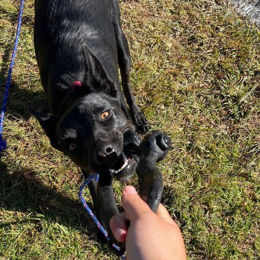 Anchor Shackle Tug Toy