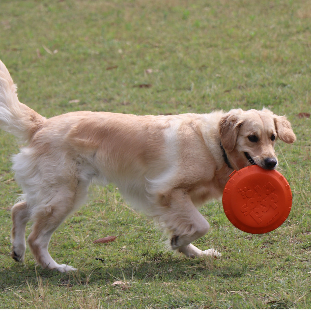 Flying Frisbee Dog Toy | Bottle Top Flyer from Rover Pet Products