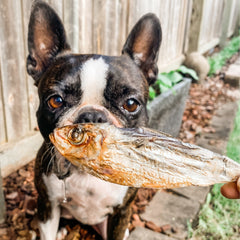 Catch Of The Day - Small Oily Fish