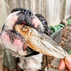 Catch Of The Day - Small Oily Fish