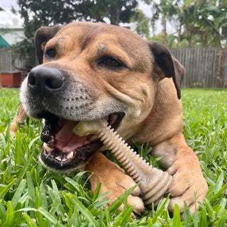 Honeybone Dental Tower