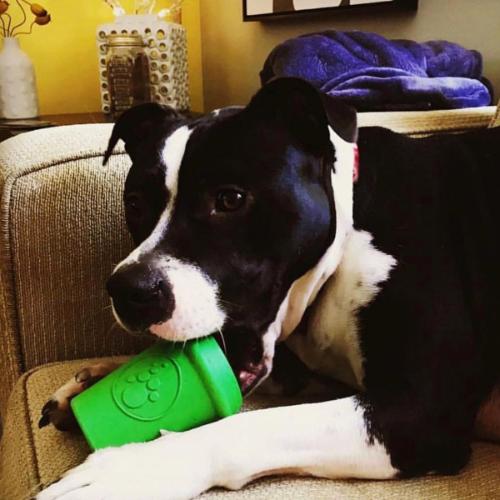 Latex Coffee Chew Toy From Rover Pet Products