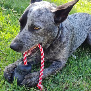 Magnum Skull Reward Chew Toy For Strong Chewing Dogs