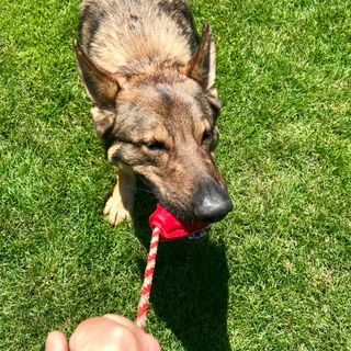 Afterpay your dog toys - Red Reward Grenade Chew toy from Rover Pet Products