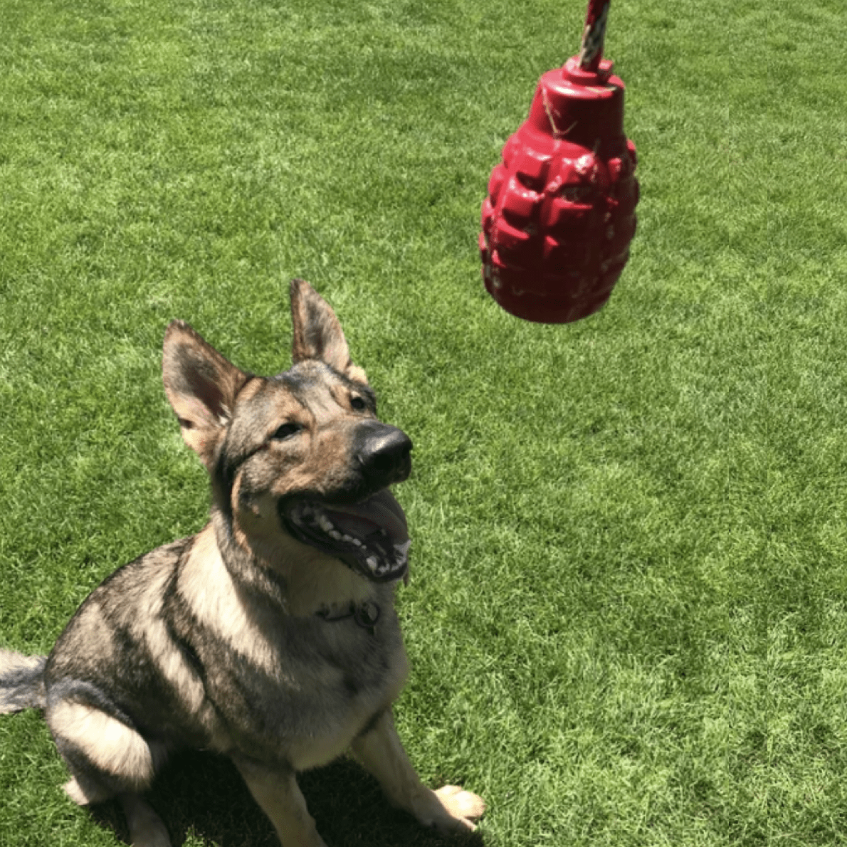 Reward Grenade Chew and tug toy from Sodapup Dog Toys and Rover Pet Products