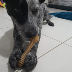 Honeybone Chew Toy with a Cattle Dog