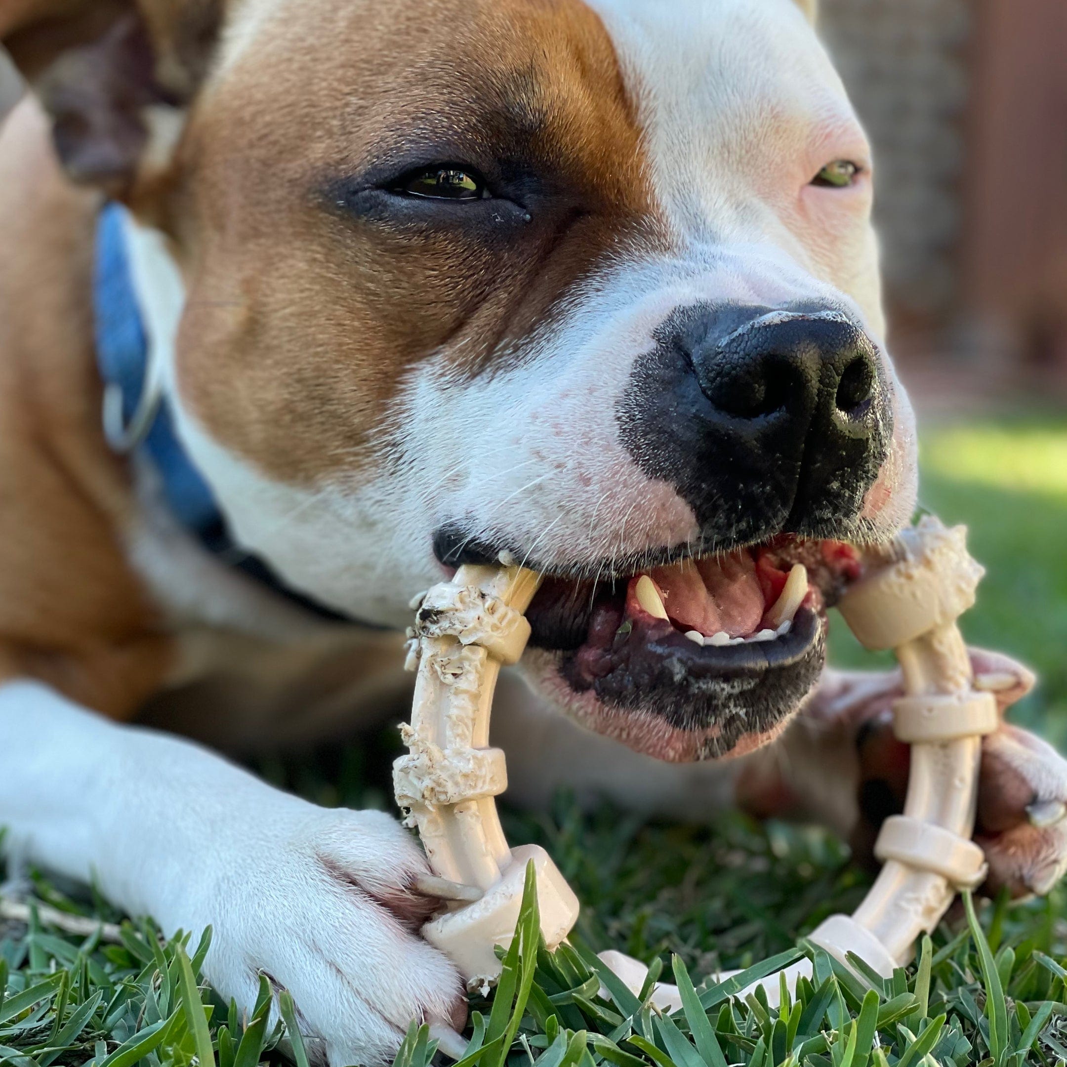 Pitbull teething toys best sale