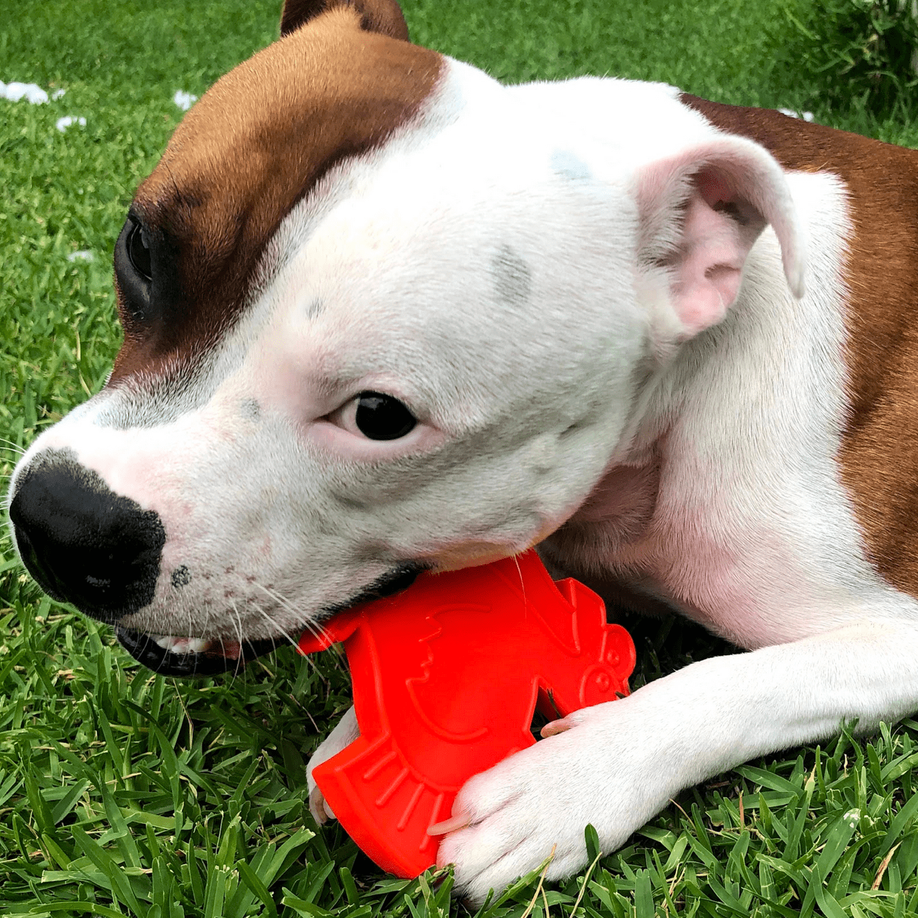 Nylon Power Chewer Dog Toy from Rover Pet Products