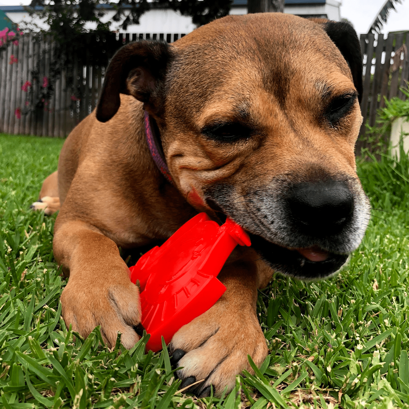 Staffy Proof Nylon Turkey Chew Toy