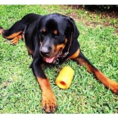 Chew and treat dispensing tough toy for rottweilers!