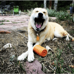 Ultra tough chew toy for labradors! Fill with treats