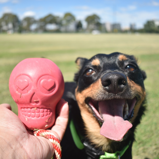 Skull Reward Pink Dog Toy from Sodapup Dog Toys and Rover Pet Products