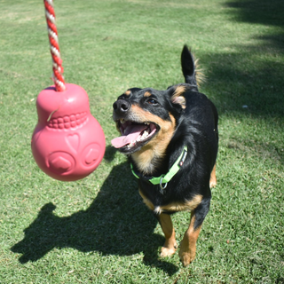 Pink Reward Chew and Dog tOY