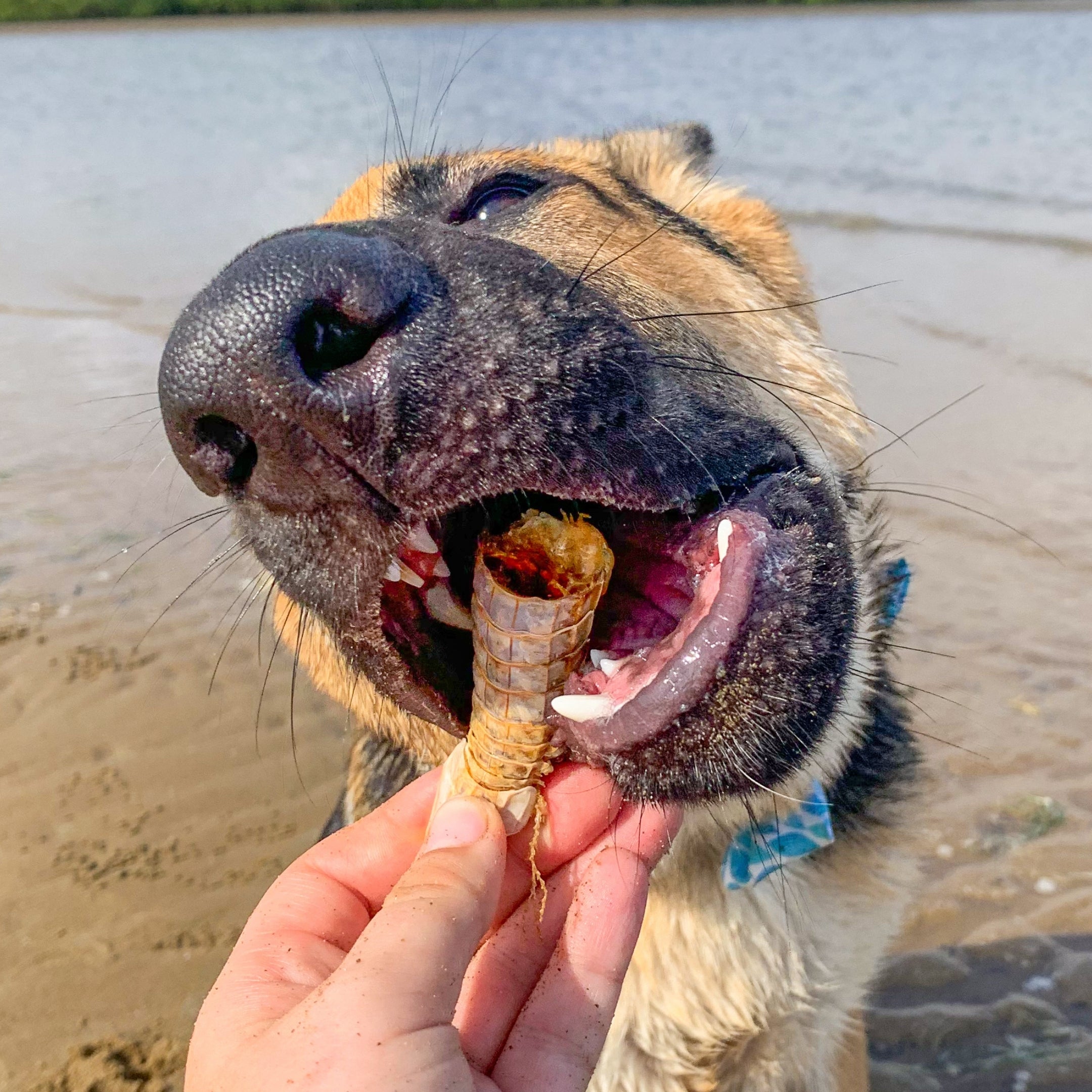 Dogs allergic to outlet shrimp