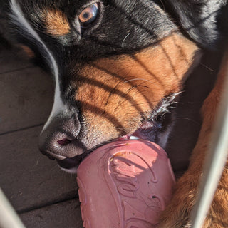 Puppy Can Toy - for soft gums and teething puppies.