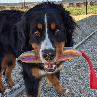 Firehose Tug Toy from Rover Pet Products