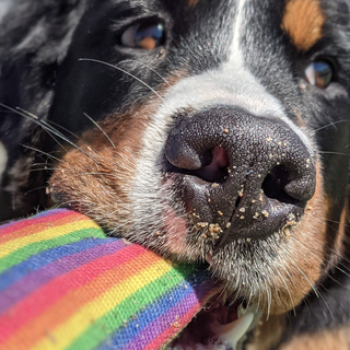 Rainbow Firehose Tug Toy