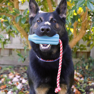 Rocket Pop Dental and Retrieving Toy