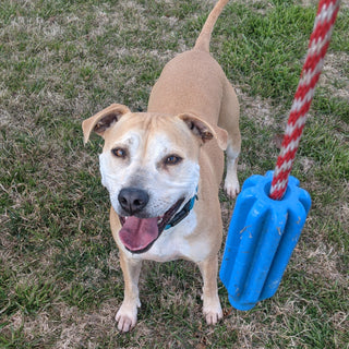 Rocket Pop Dental and Retrieving Toy