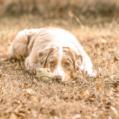 Bulfrog Chew toy from Rover Pet Products