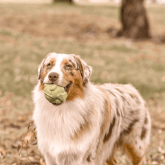 Bullfrog Chew Toy and Enrichment Dog Toy from Rover Pet Products