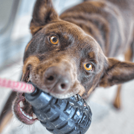 Magnum Grenade Reward Fetch, Toy and Chew Reward.