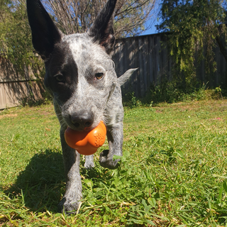 Crazy Bounce Dog Toy From Rover Pet Products