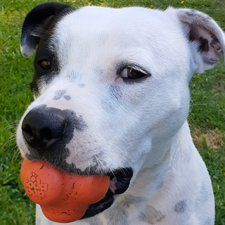 Crazy Bounce Dog Toy From Rover Pet Products