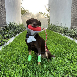 Firecracker Chew Toy and Water Retrieval Toy in Red