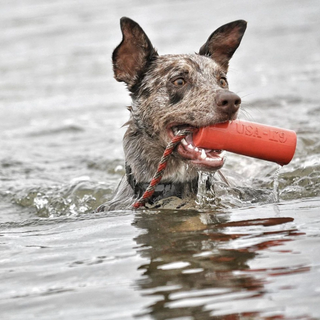 Firecracker Water Toy from Sodapup Dog Toys and Rover Pet Products