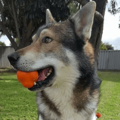 Crazy Bounce Dog Toy From Rover Pet Products