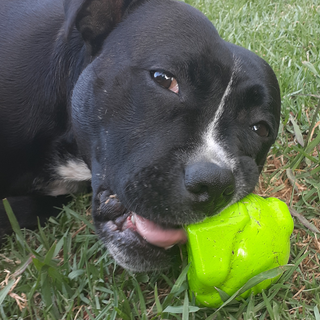 Bullfrog Chew and Enrichment toy from Sodapup Dog Toys