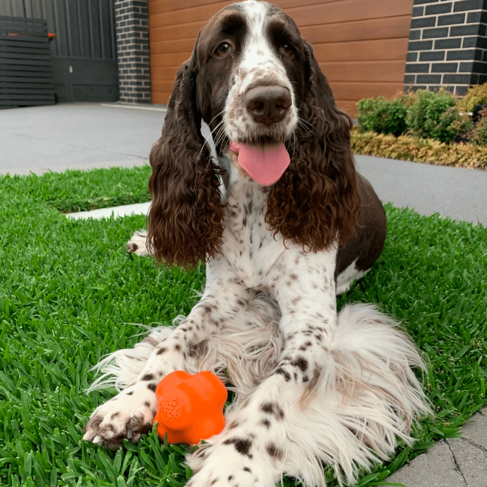 Crazy Bounce Dog Toy From Rover Pet Products