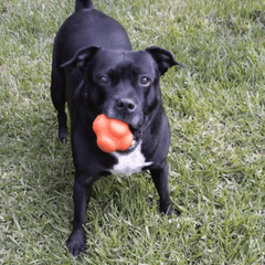 Crazy Bounce Dog Toy From Rover Pet Products