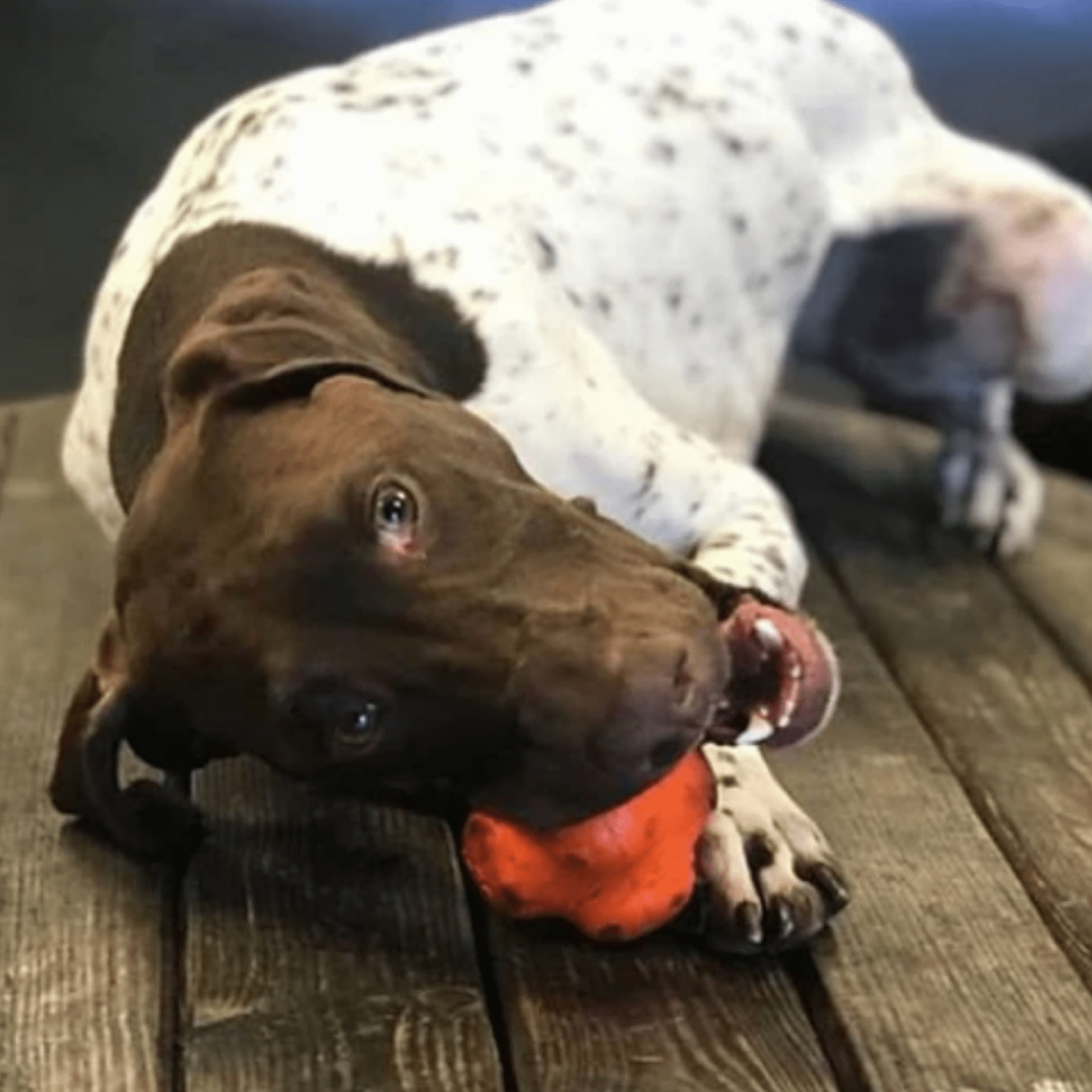 Tough Chew Toy - the Crazy Bounce from Rover Pet Products