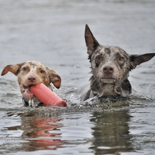 Firecracker Latex Chew Toy and Water Retrieval Toy from Rover Pet Products